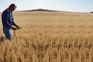 Photo of a wheat farmer.