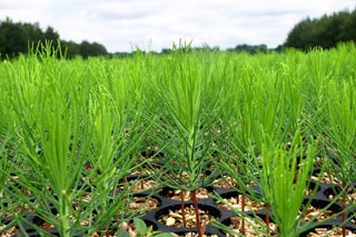 Photo of seedlings.