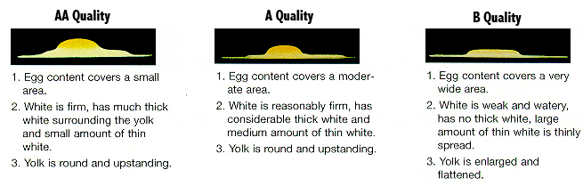 egg quality scale
