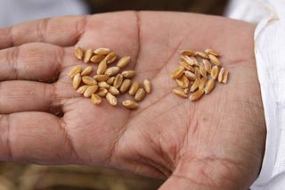 Photo of seed inspection.