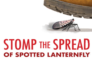 Help Stop Spotted Lanternfly